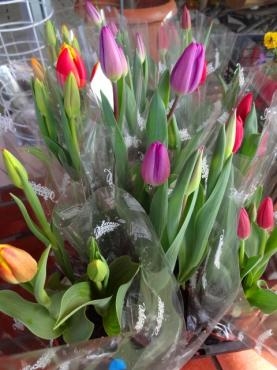 昨日の仕入れ（クリスマスローズ・きんかん他）｜「ポピー」　（京都府八幡市の花キューピット加盟店 花屋）のブログ