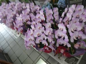 お中元に胡蝶蘭を｜「緑花園」　（徳島県吉野川市の花キューピット加盟店 花屋）のブログ