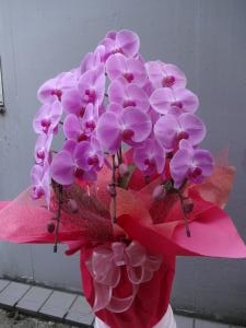 ピンク系胡蝶蘭｜「緑花園」　（徳島県吉野川市の花キューピット加盟店 花屋）のブログ
