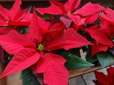 年末年始の準備を始めなきゃ｜「ポピー」　（京都府八幡市の花キューピット加盟店 花屋）のブログ
