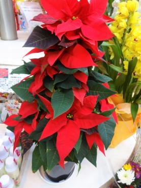 一昨日の鉢苗物仕入れ｜「ポピー」　（京都府八幡市の花キューピット加盟店 花屋）のブログ