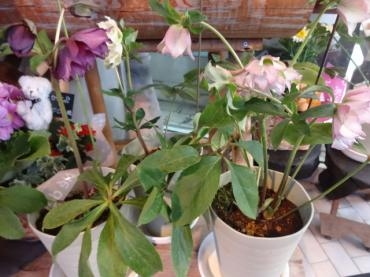 クリスマスローズ八重咲きがお買い得｜「ポピー」　（京都府八幡市の花キューピット加盟店 花屋）のブログ