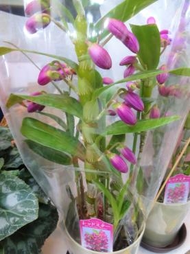 昨日の鉢苗物仕入れ(デンドロビウム・沈丁花・梅・他）｜「ポピー」　（京都府八幡市の花キューピット加盟店 花屋）のブログ