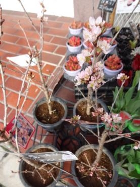 昨日の鉢物仕入れ（啓翁桜・君子蘭など）｜「ポピー」　（京都府八幡市の花キューピット加盟店 花屋）のブログ