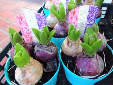 昨日の鉢苗物仕入れ（実質今季初セリの鉢苗物）｜「ポピー」　（京都府八幡市の花キューピット加盟店 花屋）のブログ