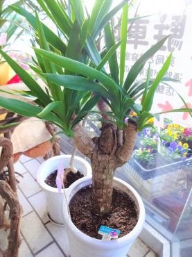昨日の鉢苗物仕入れ（ユッカブランチ・｜「ポピー」　（京都府八幡市の花キューピット加盟店 花屋）のブログ