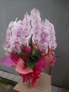 ピンク胡蝶蘭　お届けしました｜「緑花園」　（徳島県吉野川市の花キューピット加盟店 花屋）のブログ