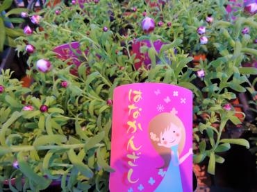 鉢苗物仕入れ（はなかんざし・ヒアシンス・ルピナス他）｜「ポピー」　（京都府八幡市の花キューピット加盟店 花屋）のブログ