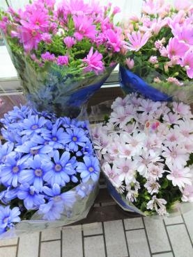 昨日の鉢苗物仕入れ（紅梅・サイネリア・花かんざし・ネモフィラ他）｜「ポピー」　（京都府八幡市の花キューピット加盟店 花屋）のブログ