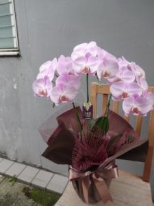 胡蝶蘭いろいろ・・・｜「緑花園」　（徳島県吉野川市の花キューピット加盟店 花屋）のブログ