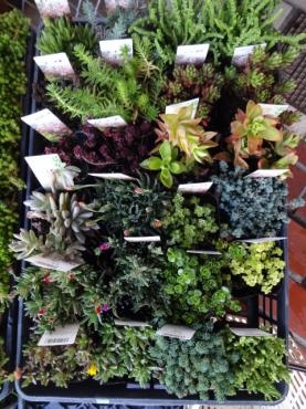 多肉植物・セダム・ハーブ各種・ベゴニアなど入荷｜「ポピー」　（京都府八幡市の花キューピット加盟店 花屋）のブログ
