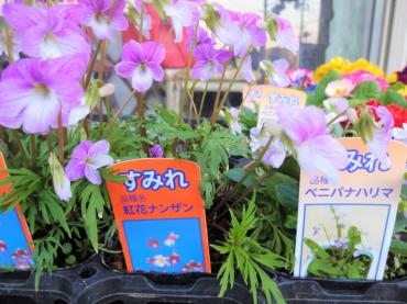 昨日の鉢苗物仕入れ（マトリカリア・日本すみれ・葉山椒・カンパニュラ他）｜「ポピー」　（京都府八幡市の花キューピット加盟店 花屋）のブログ