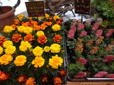 今年度最後の鉢物仕入れ｜「ポピー」　（京都府八幡市の花キューピット加盟店 花屋）のブログ