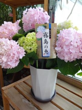 昨日の鉢苗物仕入れ（アジサイ霧島の恵・芝桜・ペチュニア・マリーゴールド他）｜「ポピー」　（京都府八幡市の花キューピット加盟店 花屋）のブログ