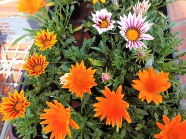 昨日の鉢物仕入れ（ガザニア・クレマチス・青シソ・バジル他）｜「ポピー」　（京都府八幡市の花キューピット加盟店 花屋）のブログ