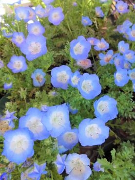 昨日の鉢物仕入れ（ネモフィラ・ブルーデージー・アジサイ・野菜類・他）｜「ポピー」　（京都府八幡市の花キューピット加盟店 花屋）のブログ