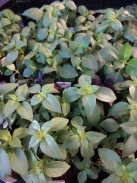 鉢苗物入荷（バジル・モッコウバラ・ポーチュラカ他）｜「ポピー」　（京都府八幡市の花キューピット加盟店 花屋）のブログ