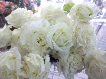 熊本からトルコキキョウ｜「ポピー」　（京都府八幡市の花キューピット加盟店 花屋）のブログ