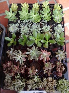 多肉植物苗と大きな５号鉢などなど｜「ポピー」　（京都府八幡市の花キューピット加盟店 花屋）のブログ