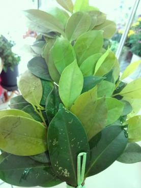 新芽のシーズン｜「ポピー」　（京都府八幡市の花キューピット加盟店 花屋）のブログ