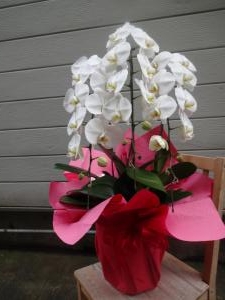 御祝に胡蝶蘭のお届け！｜「緑花園」　（徳島県吉野川市の花キューピット加盟店 花屋）のブログ
