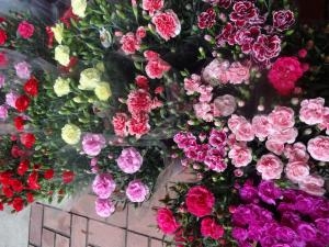 母の日にいかがでしょう｜「緑花園」　（徳島県吉野川市の花キューピット加盟店 花屋）のブログ