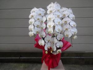就任御祝に胡蝶蘭｜「緑花園」　（徳島県吉野川市の花キューピット加盟店 花屋）のブログ