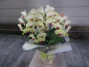 もうすぐバレンタインデーですネ！｜「緑花園」　（徳島県吉野川市の花キューピット加盟店 花屋）のブログ