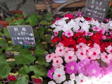水曜日は鉢物仕入れ情報の日｜「ポピー」　（京都府八幡市の花キューピット加盟店 花屋）のブログ