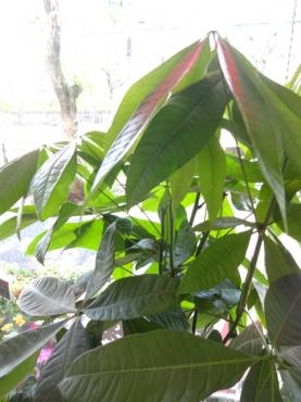 夏至｜「ポピー」　（京都府八幡市の花キューピット加盟店 花屋）のブログ