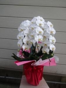 胡蝶蘭のお届け！｜「緑花園」　（徳島県吉野川市の花キューピット加盟店 花屋）のブログ