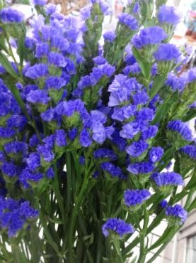 夏場の寒冷地産スタート｜「ポピー」　（京都府八幡市の花キューピット加盟店 花屋）のブログ
