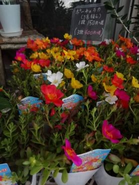 苗物情報（ポーチュラカ３色植え他）｜「ポピー」　（京都府八幡市の花キューピット加盟店 花屋）のブログ