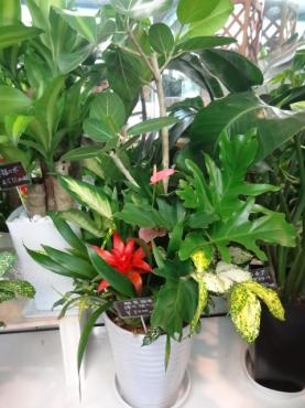 昨日の鉢苗物仕入れ｜「ポピー」　（京都府八幡市の花キューピット加盟店 花屋）のブログ