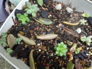 大きい・観葉植物入荷しました｜「緑花園」　（徳島県吉野川市の花キューピット加盟店 花屋）のブログ
