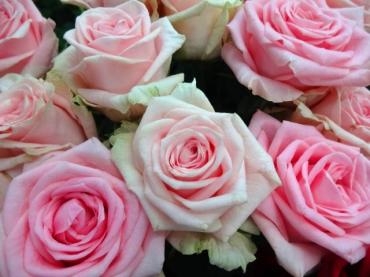 アゴが・・・・・｜「ポピー」　（京都府八幡市の花キューピット加盟店 花屋）のブログ