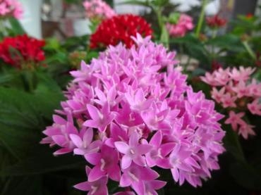強行で!!｜「ポピー」　（京都府八幡市の花キューピット加盟店 花屋）のブログ