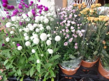 今日仕入れの鉢苗物｜「ポピー」　（京都府八幡市の花キューピット加盟店 花屋）のブログ
