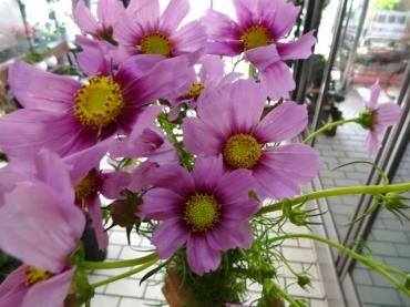 秋の切り花ぞくぞく入荷｜「ポピー」　（京都府八幡市の花キューピット加盟店 花屋）のブログ