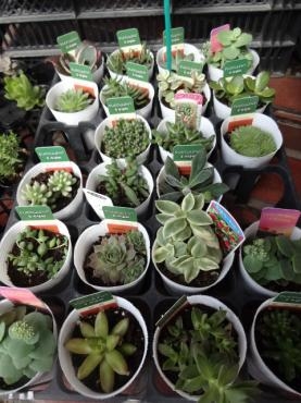 昨日の鉢苗物仕入れ（多肉植物他～）｜「ポピー」　（京都府八幡市の花キューピット加盟店 花屋）のブログ