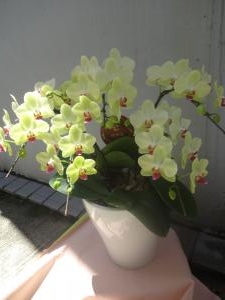 胡蝶蘭（ザルツマン）お届けしました｜「緑花園」　（徳島県吉野川市の花キューピット加盟店 花屋）のブログ