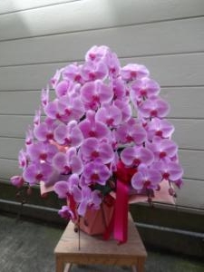 胡蝶蘭いろいろ・・・｜「緑花園」　（徳島県吉野川市の花キューピット加盟店 花屋）のブログ