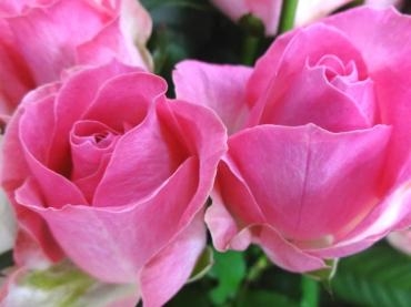 台風ですが、今のところ通常営業中です。｜「ポピー」　（京都府八幡市の花キューピット加盟店 花屋）のブログ