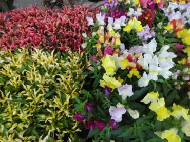 鉢物入荷情報｜「ポピー」　（京都府八幡市の花キューピット加盟店 花屋）のブログ