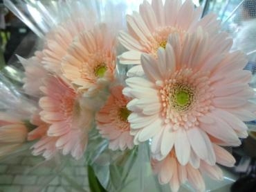 新品種の無花粉ガーベラ｜「ポピー」　（京都府八幡市の花キューピット加盟店 花屋）のブログ