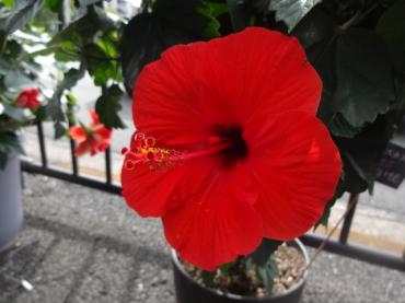 ハイビスカス半額｜「ポピー」　（京都府八幡市の花キューピット加盟店 花屋）のブログ