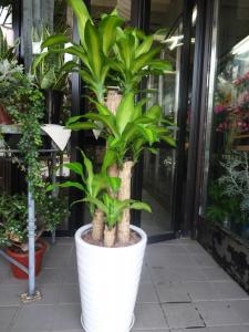 色々お届けしました｜「緑花園」　（徳島県吉野川市の花キューピット加盟店 花屋）のブログ