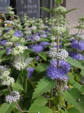 昨日の鉢物仕入れ（珍しい物が多いです）｜「ポピー」　（京都府八幡市の花キューピット加盟店 花屋）のブログ
