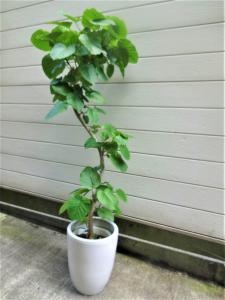お盆のお花のご準備を！｜「緑花園」　（徳島県吉野川市の花キューピット加盟店 花屋）のブログ