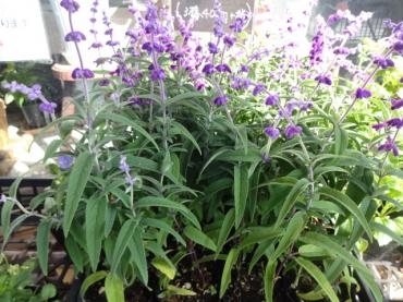 昨日の仕入れ（アメジストセージ他）｜「ポピー」　（京都府八幡市の花キューピット加盟店 花屋）のブログ